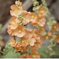 thumbnail image 2 of Earthcare Seeds - Globemallow Munro's 1000 Seeds (Sphaeralcea munroana) Heirloom - Open Pollinated, 2 of 6