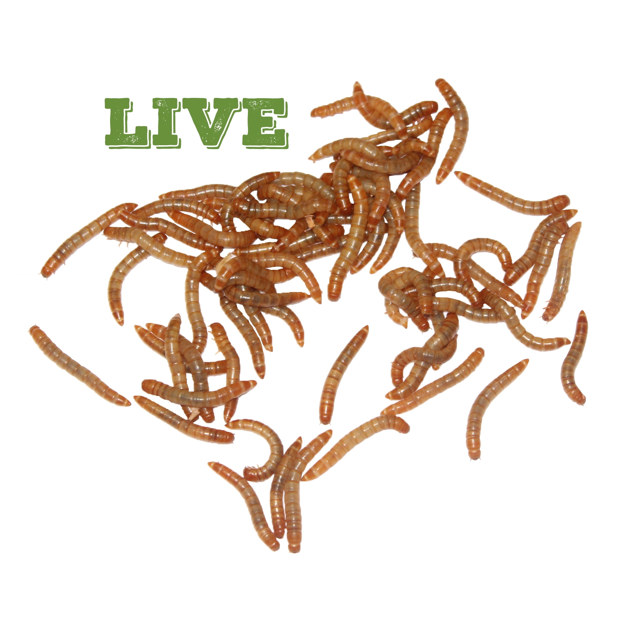Mack's Natural Reptile Food 1 x Cup of 500 Standard Mealworms