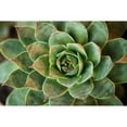 thumbnail image 2 of Berzel, Erin 18x13 Gold Ornate Wood Framed with Double Matting Museum Art Print Titled - Sempervivum Rupicolum II, 2 of 4