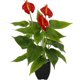 thumbnail image 1 of Highly realistic 21-head anthurium-red 26s, 1 of 5