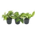 thumbnail image 2 of 3-PK Live Marble Queen Pothos, Epipremnum aureum, Air Purifying Indoor Plant, Low Light Houseplant, Easy Care Plant, 4-inch Pot(s), 2 of 6