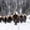 Bison Herd In Winter, variant on Elephant Stock Bull Bison In Grand Teton Wall Art - Horizontal Canvas Wall Art - Living Room Wall Decor - Animal Canvas - Blue And Green Decor - 12" x 8"