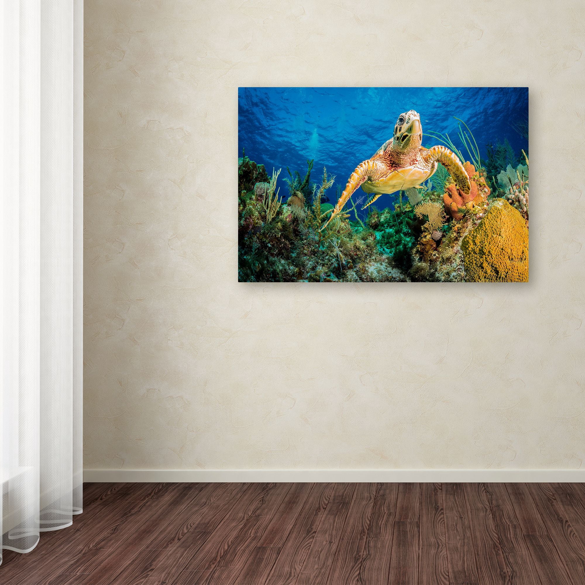 Trademark Fine Art 'Hawksbill Turtle' Canvas Art by Jan Abadschieff