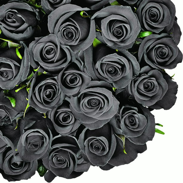 fresh black roses