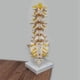 thumbnail image 4 of Teaching Equipment Model 5-Segment Lumbar Spine with Sacral Accessory Orthopedic Teaching Display Teaching Aids, 4 of 5