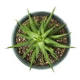 thumbnail image 2 of The Your Choice Patio and Indoor Garden 12” Faux Ceramic Resin Planter Pot for growing plants and herbs. 12” Planter Pot, Teal Clay, 2 of 3