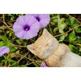thumbnail image 2 of Chat Endormi - ORANGE, 2 of 3