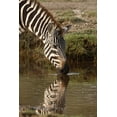 thumbnail image 2 of Jones, Adam 13x18 Gold Ornate Wood Framed with Double Matting Museum Art Print Titled - Burchells Zebra drinking and reflection in pool of water, Serengeti National Park-Tanzania, 2 of 4