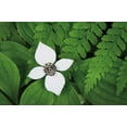 thumbnail image 2 of Audit, Lisa 32x23 White Modern Wood Framed Museum Art Print Titled - Bunchberry and Ferns I color, 2 of 4