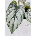 thumbnail image 3 of Bumble Plants Philodendron Brandtianum Silver Leaf - Full Live Colorful Houseplant in Nursery Pot, Easy Care, Indoor Plant for Beginners, 3 of 6