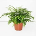 thumbnail image 4 of Austral Gem Fern - Live Plant in a 6 Inch Pot - Asplenium Parvati - Rare and Exotic Ferns from Florida, 4 of 8