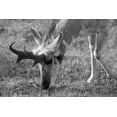 thumbnail image 2 of The Yellowstone Collection 24x17 Gold Ornate Wood Framed with Double Matting Museum Art Print Titled - North American Pronghorn, Lamar Valley, Yellowstone National Park, 2 of 4