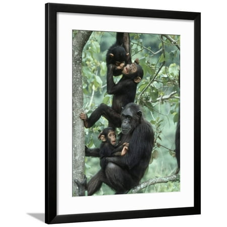 Jane Goodall Institute, Chimpanzees, Gombe National Park, Tanzania Framed Print Wall Art By Kristin (Best Institute In Tanzania)