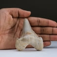 thumbnail image 2 of Genuine Pre Historic Shark Tooth in Display Box (54.3 grams), 2 of 3