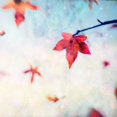 thumbnail image 2 of Hanna, Dawn D. 20x20 White Modern Wood Framed Museum Art Print Titled - All Fall Down, 2 of 4