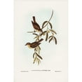 thumbnail image 2 of Gould, John 11x14 Black Modern Framed Museum Art Print Titled - Plain-coloured Pachycephala-Pachycephala simplex, 2 of 4