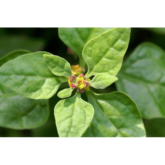 60 NEW ZEALAND SPINACH Tetragonia Tetragonioides Vegetable Greens Seeds