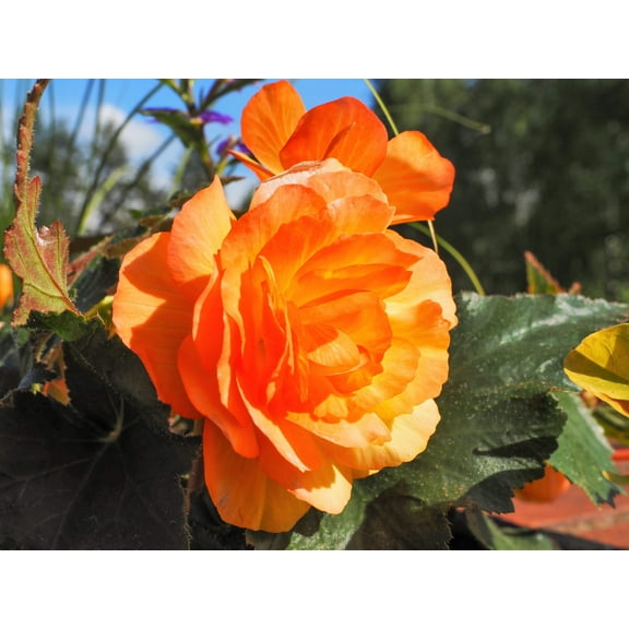 Seedville 10 Orange Double Begonia flower Seeds