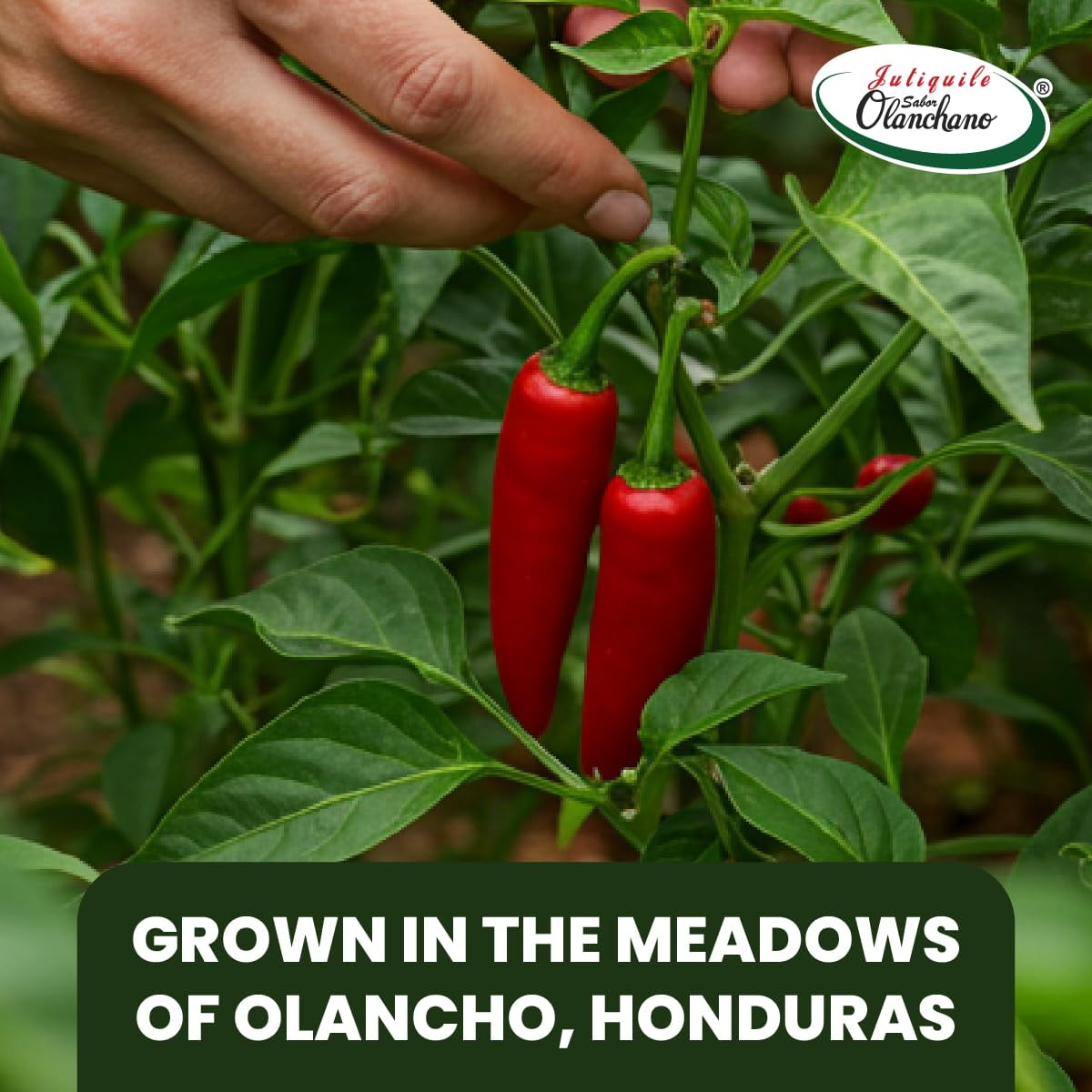 Jutiquile Sabor Olanchano Mild Hot Sauce from Olancho, Great for meals,16.5 Fl Oz, 6-Pack