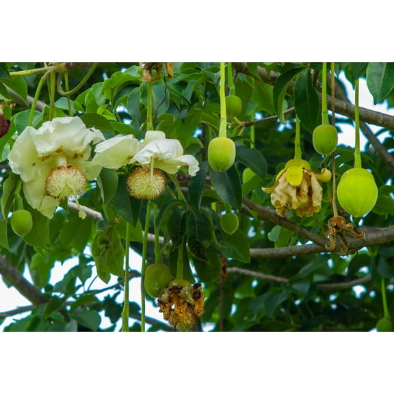 6 Baobab Seeds (Adansonia) - Baobab Tree Seeds (Monkey Puzzle Tree) - Rare Exotic Tropical Plant