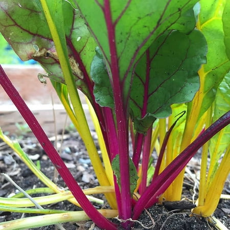 Rainbow Swiss Chard Seeds: Vegetable Garden & Microgreens Seeds - Non-GMO Seeds for Indoor & Outdoor Gardening (1 Oz Pouch), Vegetable Garden &.., By Mountain Valley Seed Company Ship from (Best Indoor Flowers From Seed)