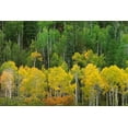 thumbnail image 2 of Jaynes Gallery 32x23 Gold Ornate Wood Framed with Double Matting Museum Art Print Titled - Colorado-San Juan Mountains Forest in autumn color, 2 of 4