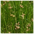 thumbnail image 1 of Everwilde Farms - 1 lb Chairmakers Rush Native Grass Seeds - Gold Vault Bulk Seed Packet, 1 of 3