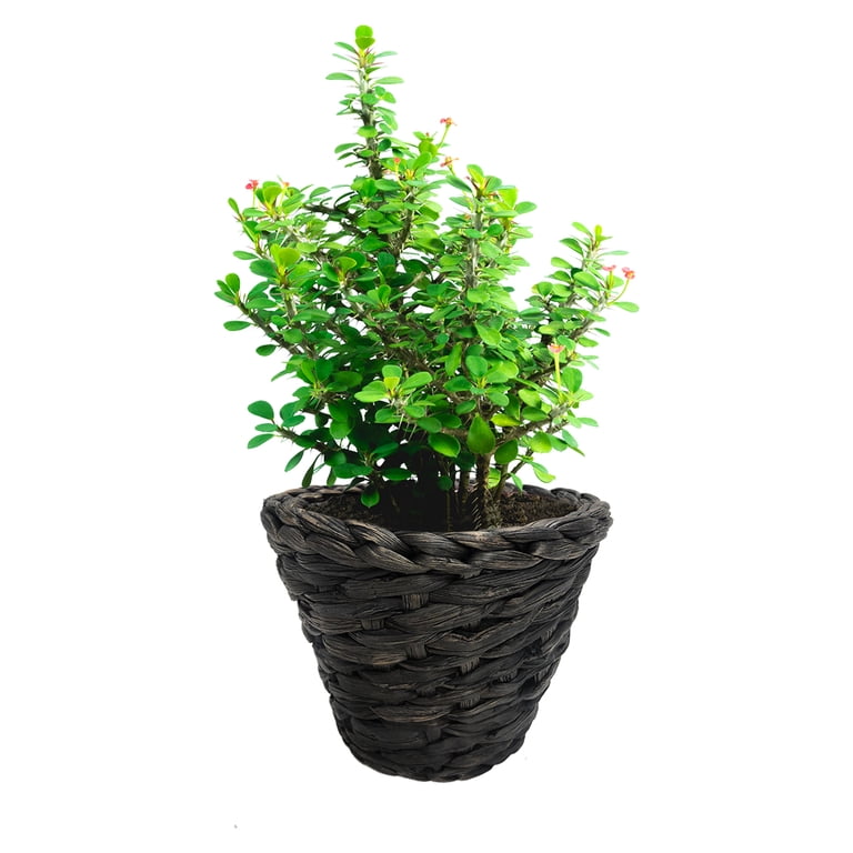 Mainstays Seagrass Basket Planter with Resin Liner, 2-Pack photo 3