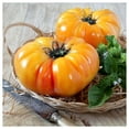 thumbnail image 2 of Everwilde Farms - 1 lb Pineapple Heirloom Tomato Seeds - Gold Vault Bulk Seed Packet, 2 of 2