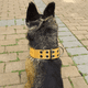 thumbnail image 4 of Collar de perro táctico Collar de perro de nylon reflectante con hebilla de metal y manija de control medio Adepaton Correas y Collares para Perros, 4 of 5