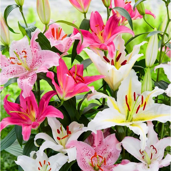Set 8 Assorted Lily Bulbs for Planting, Includes Oriental Roselily Lily Bulbs Asiatic Lilies Flowers Bulb Frangant Lilies Flower Tubers