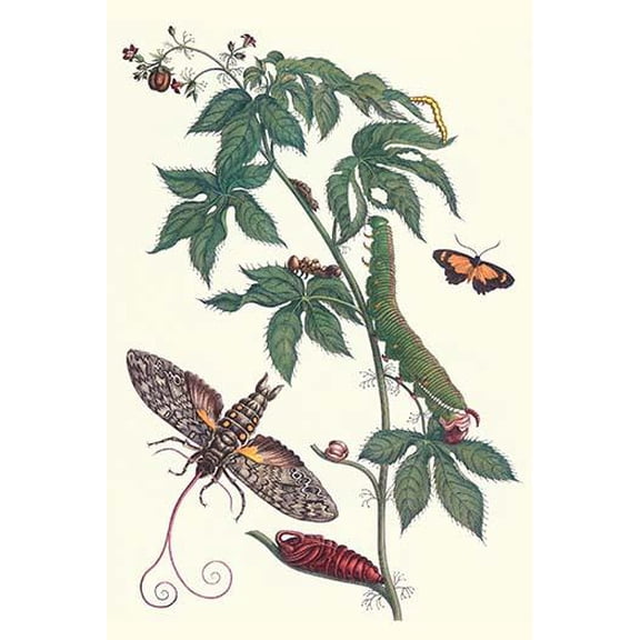 Bellyache Bush with a Giant Sphinx Moth and a Metalmark butterfly-Fine Art Canvas Print (20" x 30")