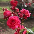 thumbnail image 3 of Heirloom Roses Live Plant - Polonaise Hardy Rose Bush - Red Roses Real Flowers, 3 of 8