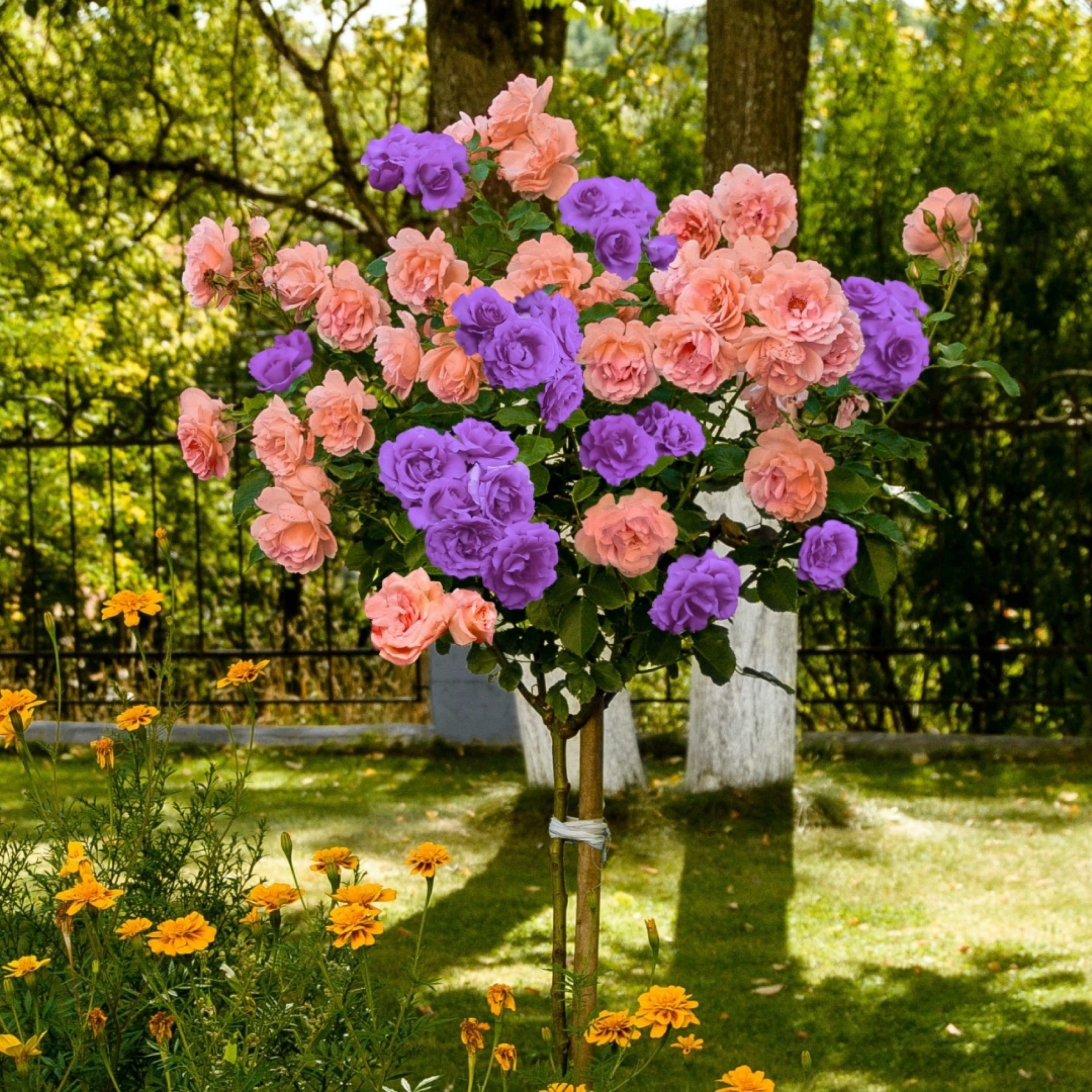 National Plant Network Bare Root 2-in-1 Angel Face-Cherish Tree Rose