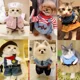 thumbnail image 2 of Disfraces de primavera y otoño para mascotas, gatos, perros pequeños, ropa divertida y linda, de pie, transformada en tres dimensiones, para Halloween, 2 of 5