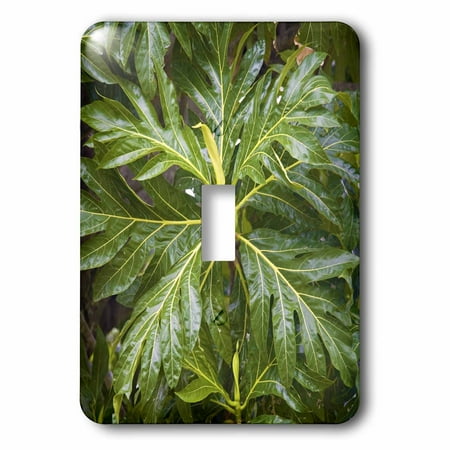 France Outlet 3dRose Breadfruit tree, Moorea, French Polynesia - OC13 DPB0078 - Douglas Peebles, 2 Plug Outlet Cover ()