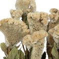thumbnail image 4 of Vickerman Natural Botanicals 18-24" Cream Dried Celosia Coxcomb, 4 oz. Bunch, 4 of 6