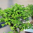 Chinese Elm Bonsai Tree Live Plant Outdoor Feng Shui Ulmus Parvifolia 58 Inch