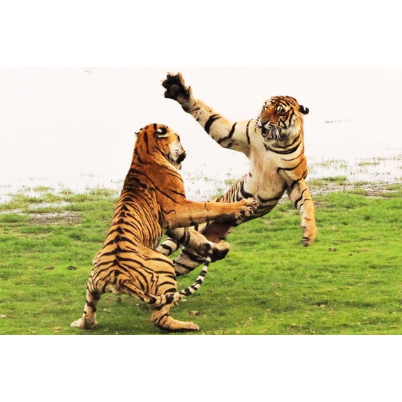 24x36 gallery poster, Tigers playing