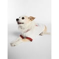thumbnail image 4 of Kacey Lee Music Note Golden Texas Pet Tee for Cats and Dogs, White, Extra Small, 4 of 7