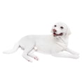 thumbnail image 2 of Figura de perro realista CUTICAT, estatua de perro, artesanía, decoración del hogar, coche, animales, figura de acción, adorno, juguete cognitivo para niños, 2 of 8