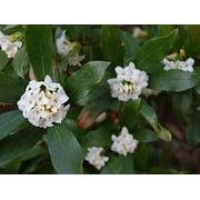 Fragrant Tea Olive Shrub 1 Extra Large 3 Gallon Plant Osmanthus Fragrans Blooming Specimen