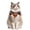 Monster, variant on Halloween Pet Costume Set - Woven Witch Hat & Adjustable Collar for Cats, Small Dogs, Festive Pumpkin & Ghost Outfit