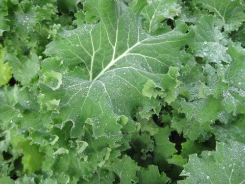 Dwarf Siberian Kale Vegetable Seeds 100 Ct NON-GMO USA SELLER FREE SHIPPING 