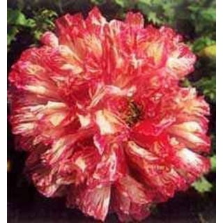Poppy Peony Seeds - Pale Rose
