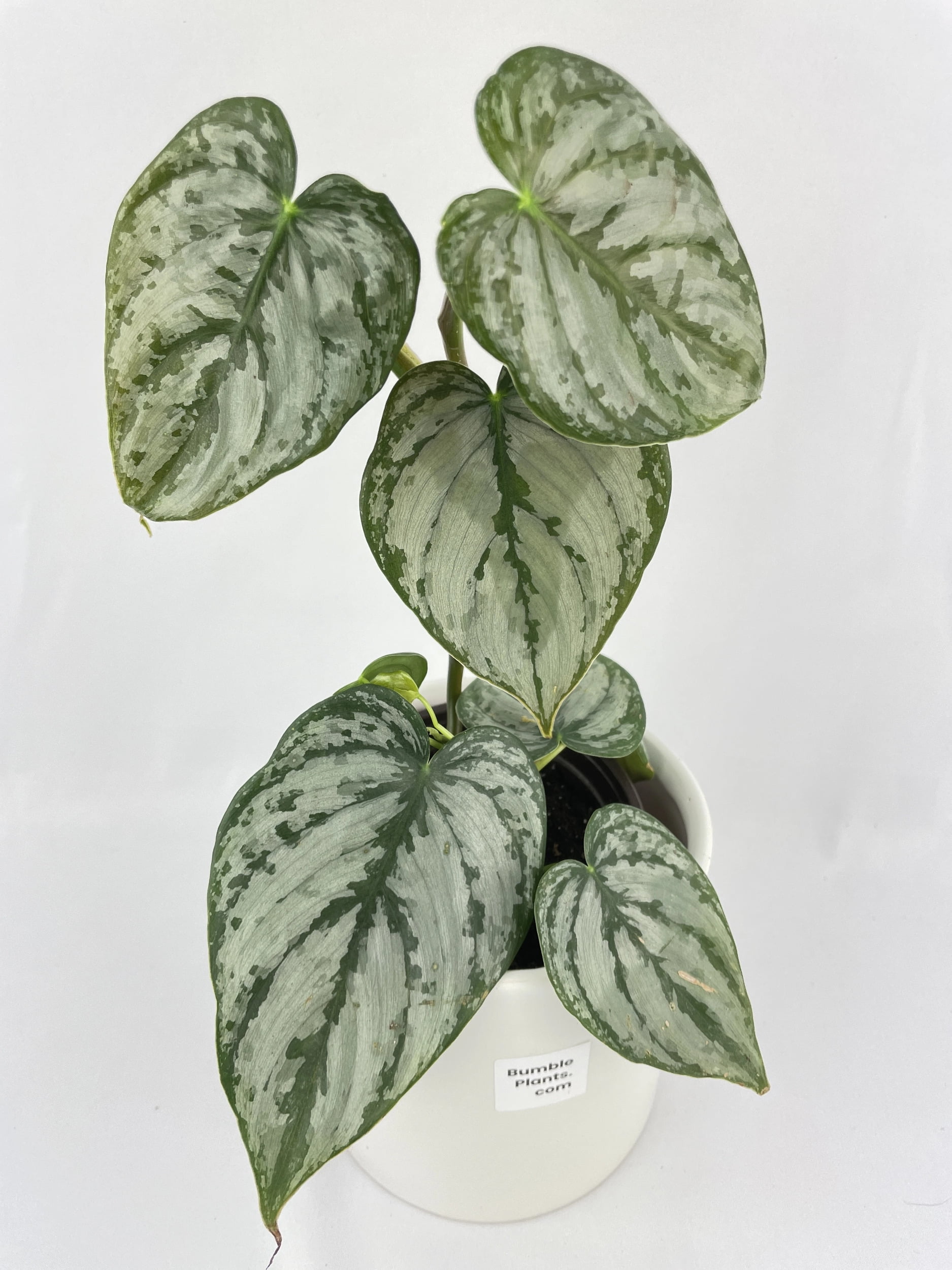 Philodendron Brandtianum Silver Leaf Walmart Com