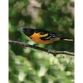 thumbnail image 5 of First Nature Oriole Bird Feeder 32 oz, Durable Plastic, 5 of 13
