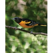 First Nature Oriole Bird Nectar Feeder Orange 32 oz