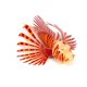 thumbnail image 1 of Acuario Tanque de peces Decoración de peces artificiales Acuario Glowing Lionfish Decoració TOMSHOO Silicona, 1 of 7