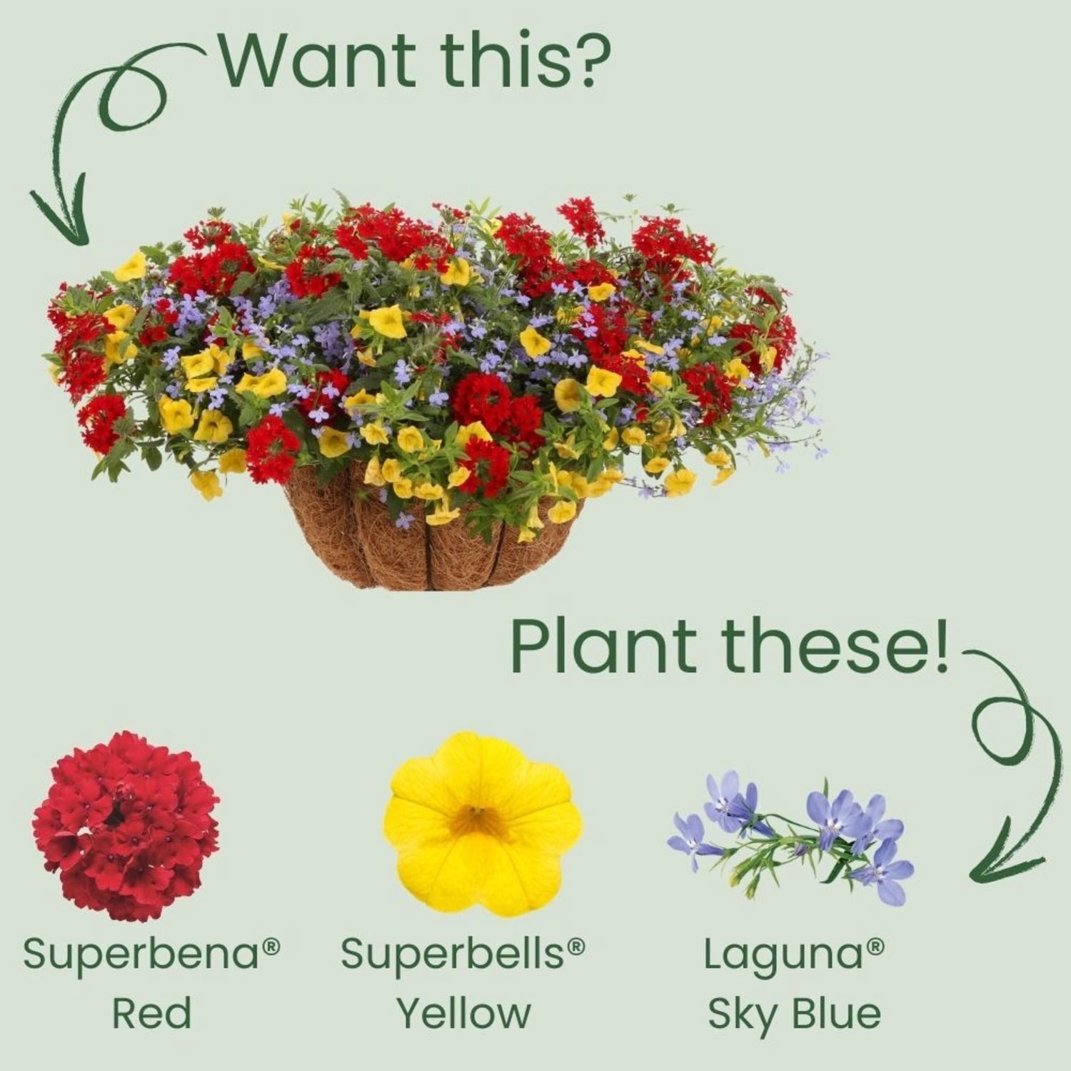 Proven Winners 4" Superbena Red Verbena Live Plant in 4.25" Pot (4 Count)